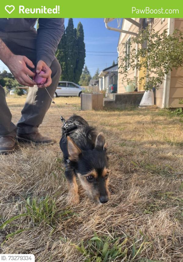 Reunited Female Dog last seen 40th/sheridan, Tacoma, WA 98418