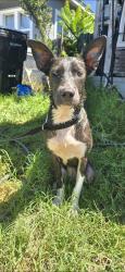Found/Stray Female Dog last seen 107st and Hickory st, Los Angeles, CA 90002