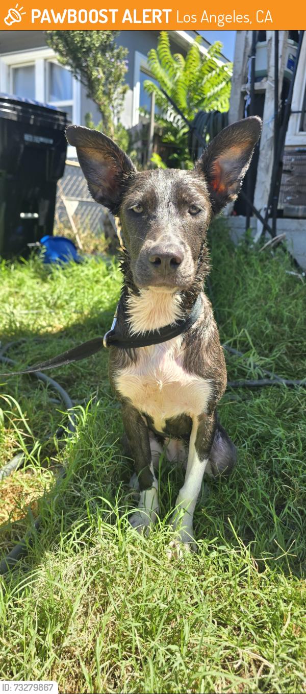 Found/Stray Female Dog last seen 107st and Hickory st, Los Angeles, CA 90002