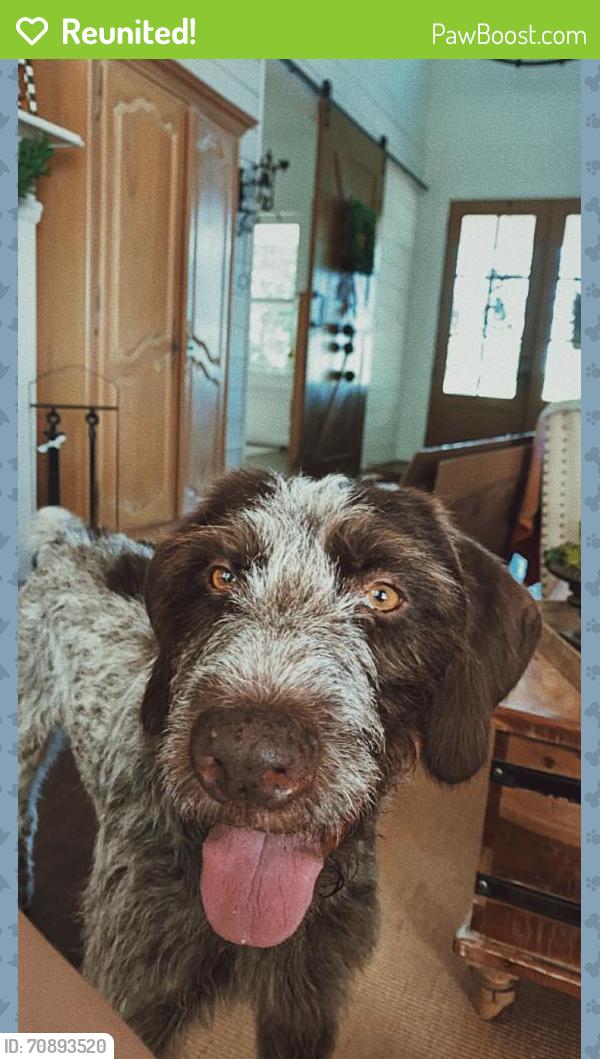 Reunited Female Dog last seen cork this tap that, Montgomery, TX 77356