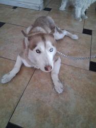Found/Stray Female Dog last seen Upland and Alta, Las Vegas, NV 89107