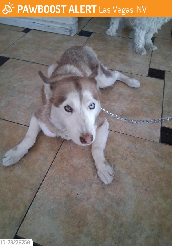 Found/Stray Female Dog last seen Upland and Alta, Las Vegas, NV 89107