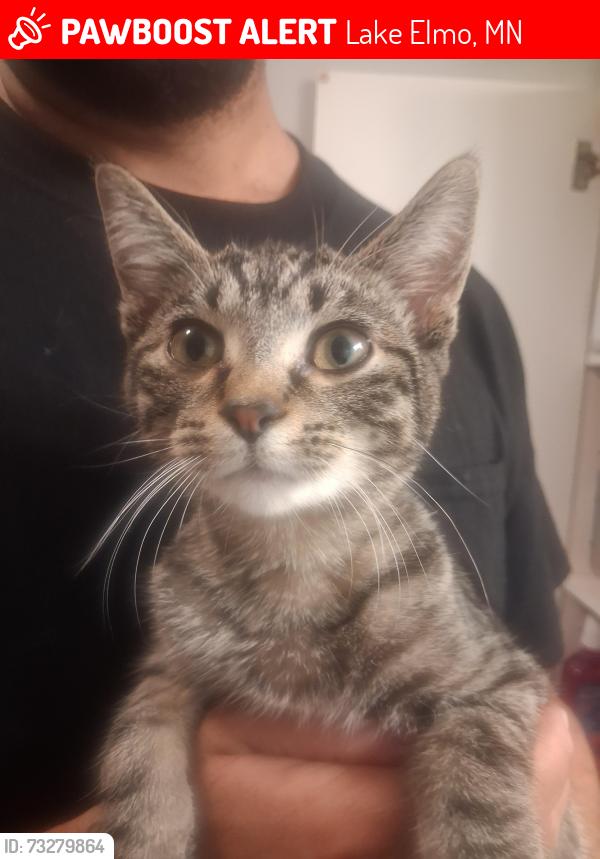 Lost Female Cat last seen Cimarron near 10th street, Lake Elmo, MN 55042