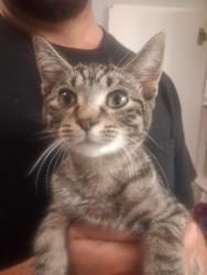 Lost Female Cat last seen Cimarron near 10th street, Lake Elmo, MN 55042