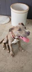 Found/Stray Male Dog last seen Avon Rd, Memphis, TN 38117