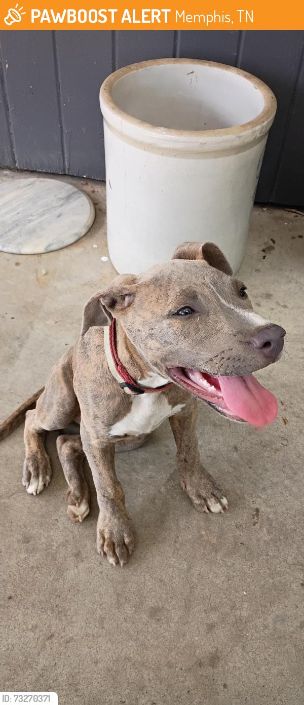 Found/Stray Male Dog last seen Avon Rd, Memphis, TN 38117