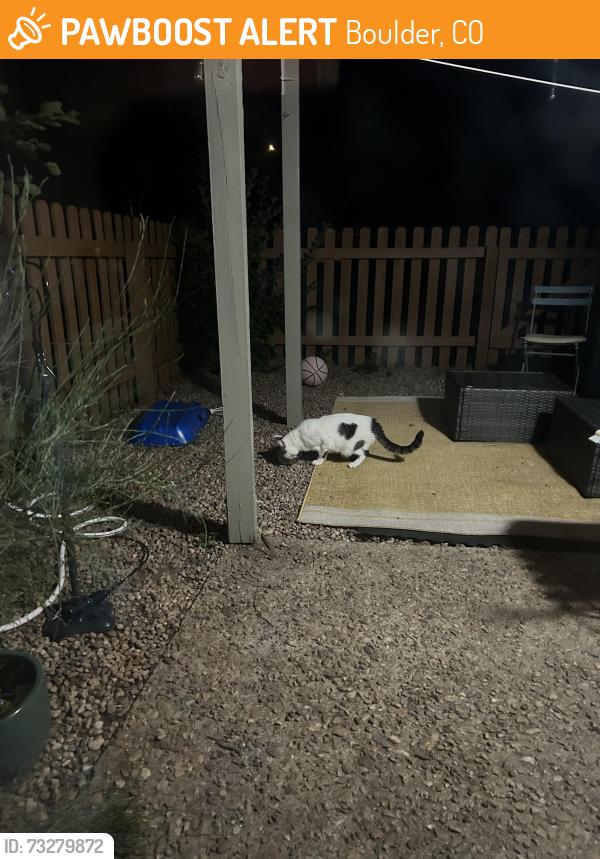Found/Stray Unknown Cat last seen E Moorhead circle on the corner, Boulder, CO 80305