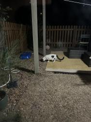 Found/Stray Unknown Cat last seen E Moorhead circle on the corner, Boulder, CO 80305