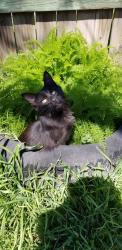 Lost Female Cat last seen Morgan, Cleburne, TX 76031