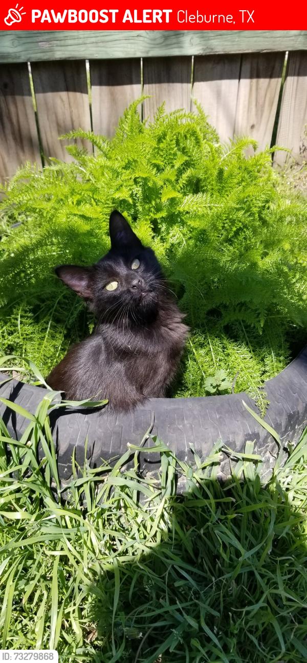 Lost Female Cat last seen Morgan, Cleburne, TX 76031