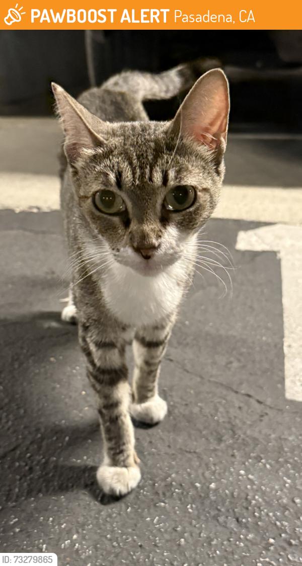 Found/Stray Female Cat last seen Ahiah Center for Spiritual Living, Pasadena, CA 91101
