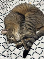 Lost Male Cat last seen Between Old Stage and Old Military, Central Point, OR 97502