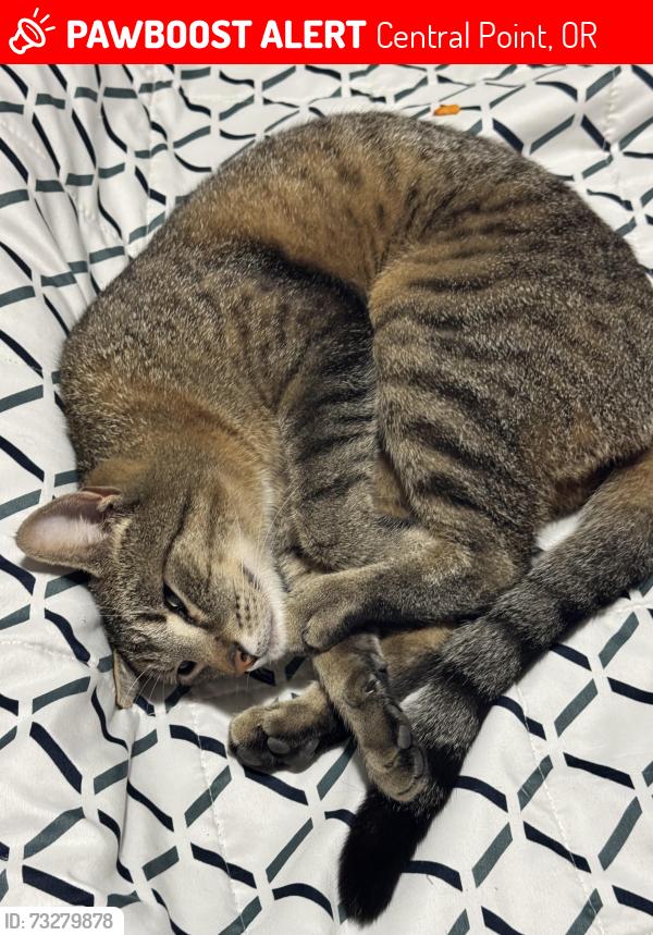 Lost Male Cat last seen Between Old Stage and Old Military, Central Point, OR 97502