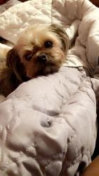 Reunited Male Dog last seen Temple rd, Ladson sc, Ladson, SC 29456