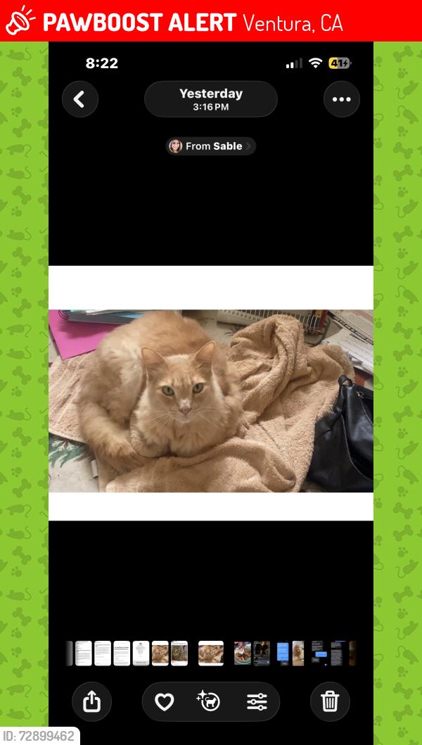 Lost Male Cat last seen Between Lakewood and Montebello Ave east end Ventura Ca, Ventura, CA 93004