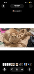 Lost Male Cat last seen Between Lakewood and Montebello Ave east end Ventura Ca, Ventura, CA 93004