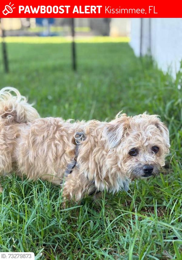 Lost Male Dog last seen Near Kissimmee fire department, fox hall apmt, water way village, Kissimmee, FL 34741