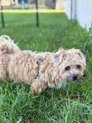 Lost Male Dog last seen Near Kissimmee fire department, fox hall apmt, water way village, Kissimmee, FL 34741