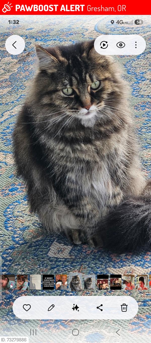 Lost Male Cat last seen SE Elliot, Gresham, OR 97080