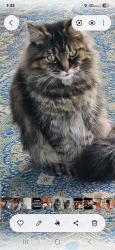 Lost Male Cat last seen SE Elliot, Gresham, OR 97080