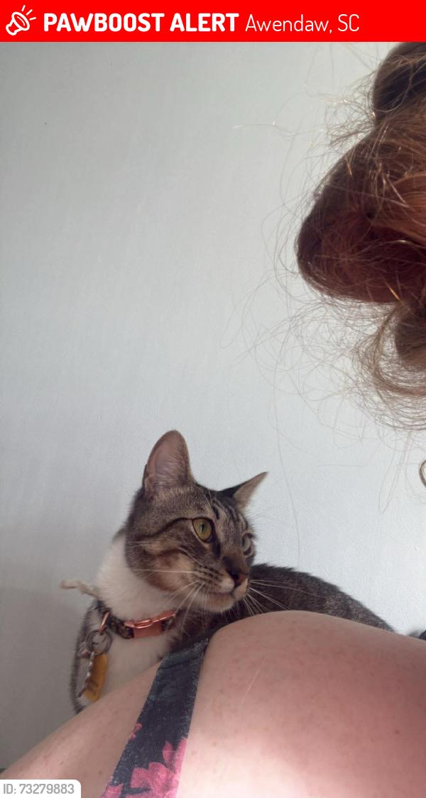 Lost Female Cat last seen Doar road and George Washington lane, Awendaw, SC 29429