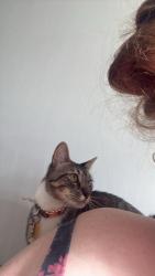 Lost Female Cat last seen Doar road and George Washington lane, Awendaw, SC 29429