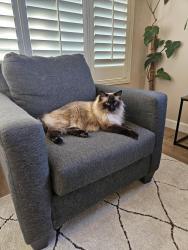 Reunited Male Cat last seen Browning Ave S and Cloudview Dr S, Salem, OR 97302