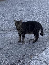 Found/Stray Unknown Cat last seen On an intersection 74b Avenue close to 208 street, Langley Township, BC 