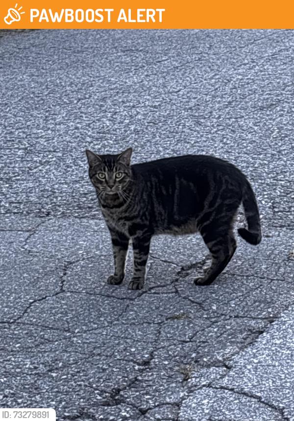 Found/Stray Unknown Cat last seen On an intersection 74b Avenue close to 208 street, Langley Township, BC 