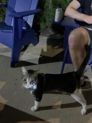Reunited Unknown Cat last seen Napoli Drive & Cypresswood, Houston, TX 77070