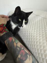 Lost Male Cat last seen J street, San Diego, CA 92102
