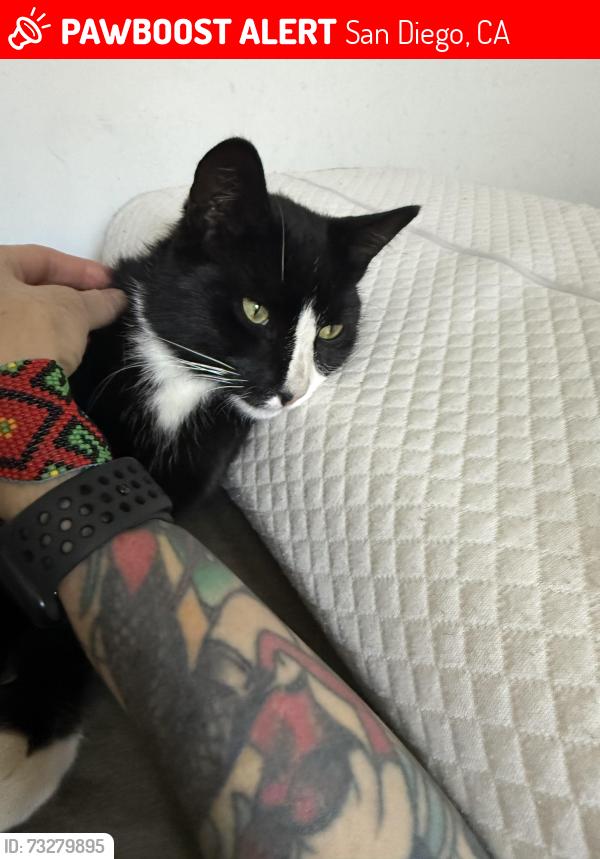 Lost Male Cat last seen J street, San Diego, CA 92102