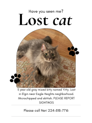 Lost Female Cat last seen Eagle heights park, Elgin, IL 60123