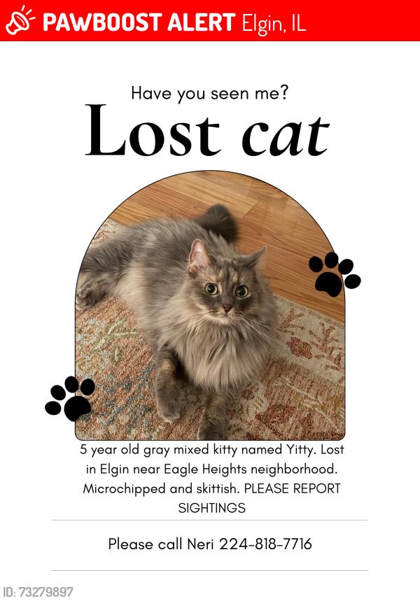 Lost Female Cat last seen Eagle heights park, Elgin, IL 60123