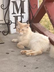 Lost Male Cat last seen 8th St west Sacramento around Broderick area, West Sacramento, CA 95605