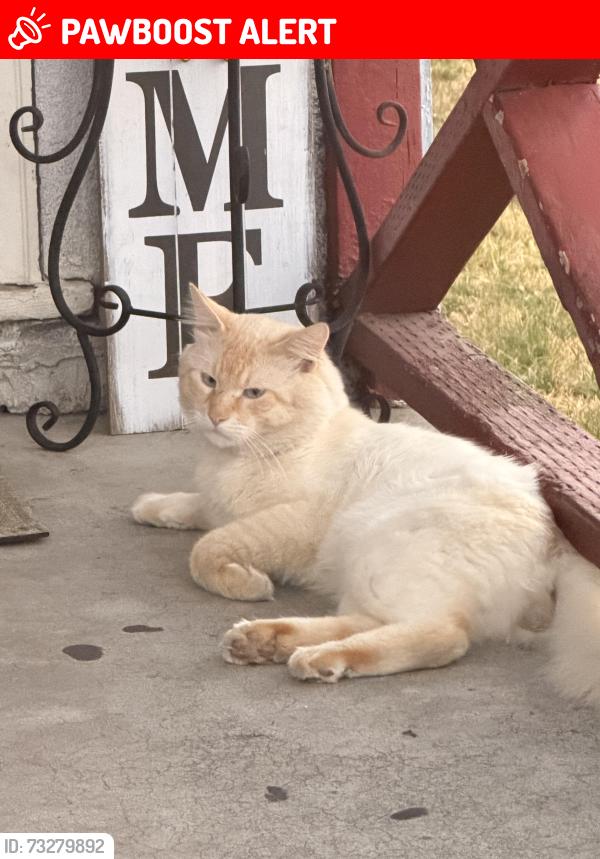 Lost Male Cat last seen 8th St west Sacramento around Broderick area, West Sacramento, CA 95605