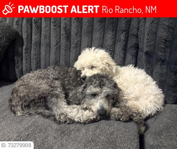 Lost Female Dog last seen Sandia Loop NE, Rio Rancho, NM 87144
