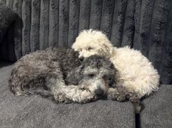 Lost Female Dog last seen Sandia Loop NE, Rio Rancho, NM 87144