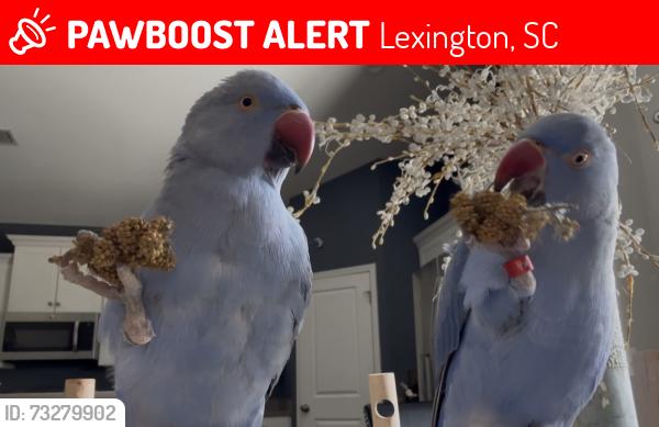 Lost Unknown Bird last seen Bluefield West, Lexington, SC 29073