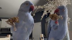 Lost Unknown Bird last seen Bluefield West, Lexington, SC 29073