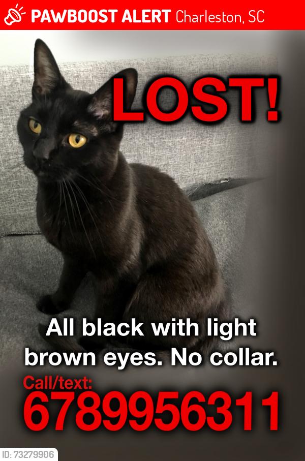 Lost Female Cat last seen Shadowmoss golf club, West Ashley, Charleston, SC 29414