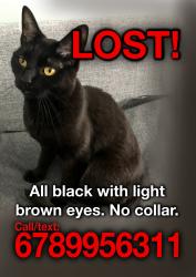 Lost Female Cat last seen Shadowmoss golf club, West Ashley, Charleston, SC 29414