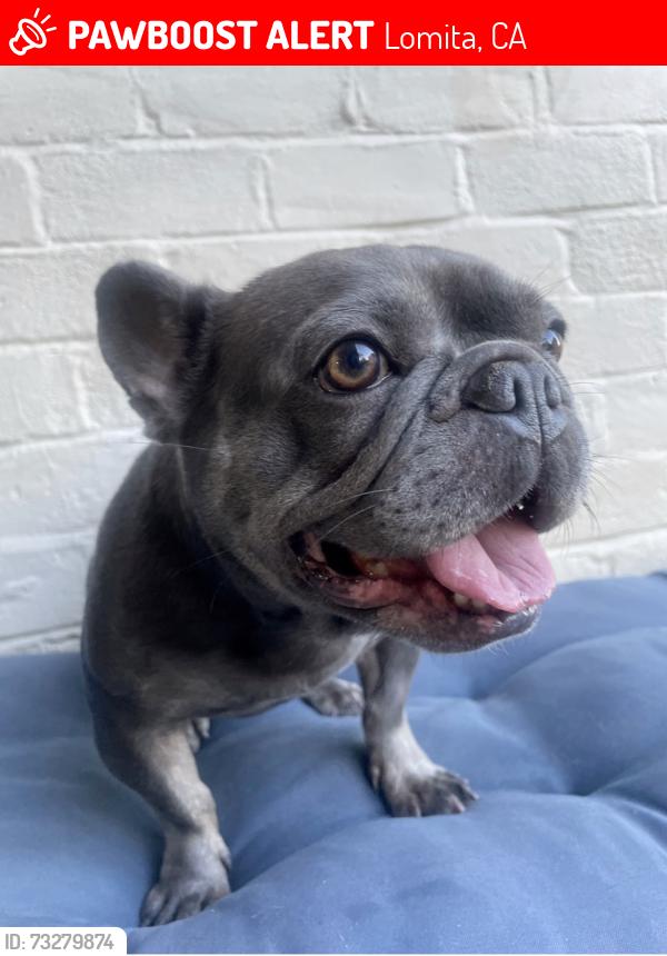 Lost Female Dog last seen Palos Verdes Dr and Weatern blv, Lomita, CA 90717