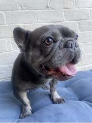 Lost Female Dog last seen Palos Verdes Dr and Weatern blv, Lomita, CA 90717