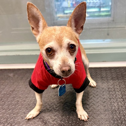 Shelter Stray Female Dog last seen Highland hospital, Oakland, CA, 1101 29th Ave, Oakland, CA 94601, USA
