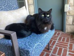 Lost Male Cat last seen Cache rd, Elm st, Lawton, OK 73507