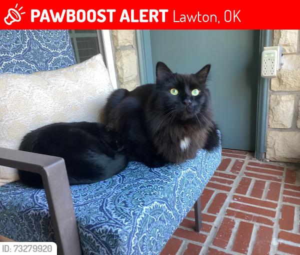 Lost Male Cat last seen Cache rd, Elm st, Lawton, OK 73507