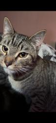 Lost Male Cat last seen Shaw road elementary school, Puyallup, WA 98372