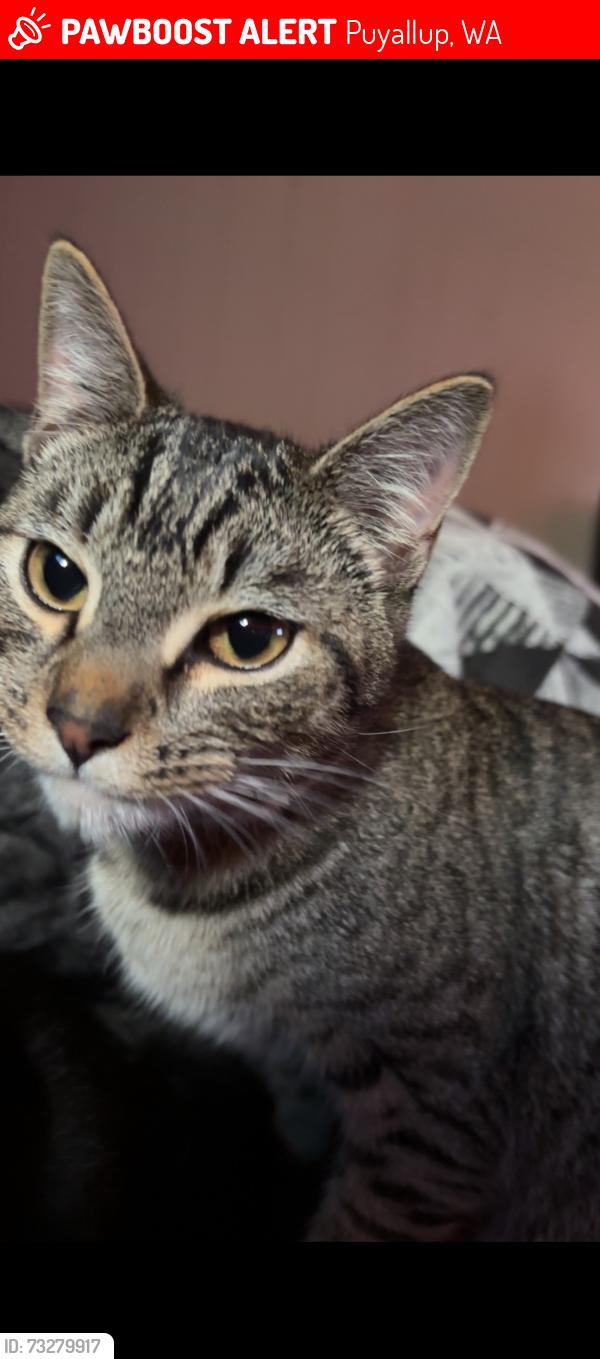 Lost Male Cat last seen Shaw road elementary school, Puyallup, WA 98372