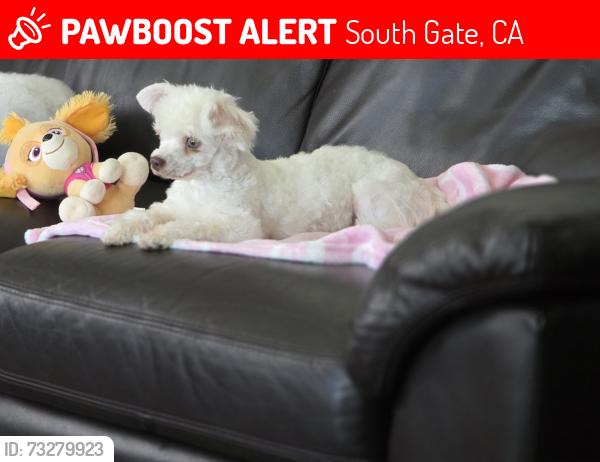 Lost Female Dog last seen Hunt Ave And Missouri ave, South Gate, CA 90280